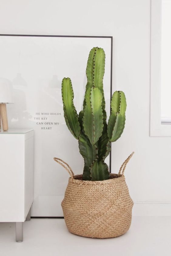 decorar con cactus